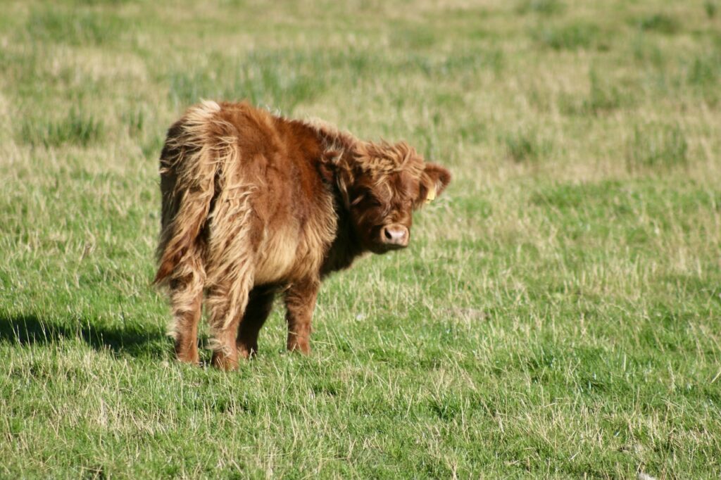 Highland Calf in Scotland