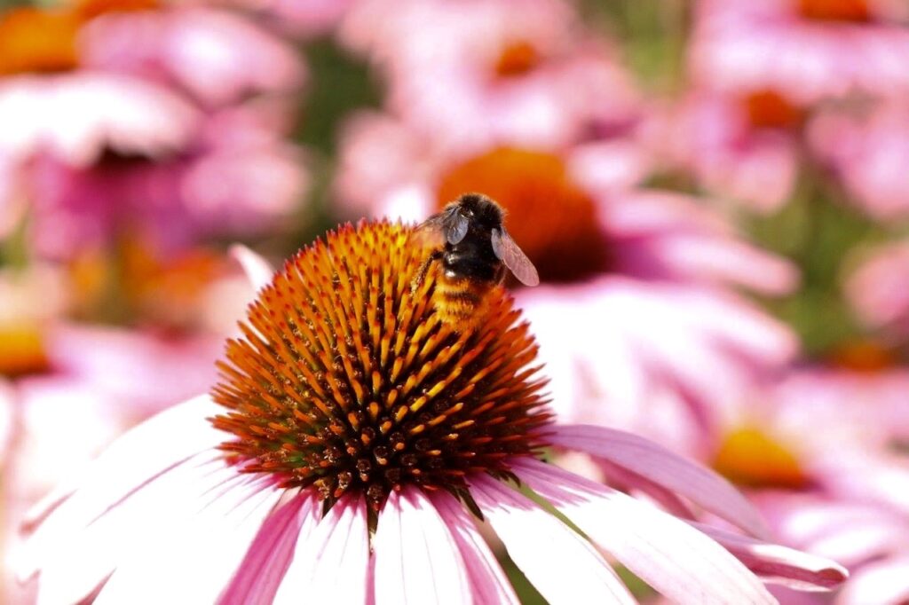 Bumble bee sitting on Echinacea flower 